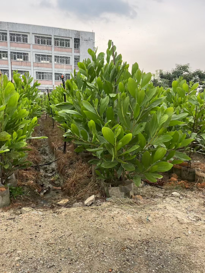 马占相思树基地供应量大从优诚信经营欢迎咨询