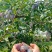 西梅，蓝西梅对接拼多多抖音快手视频号直播电商代发