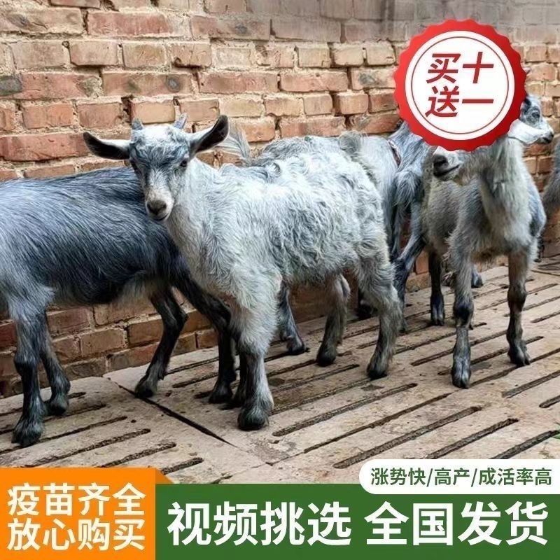 多胎青山羊一年10只崽十只送铡草机