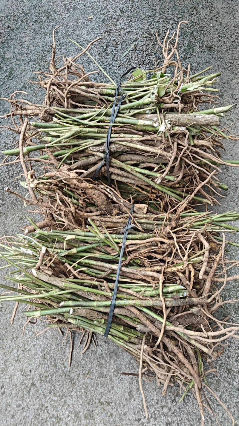 通草苗