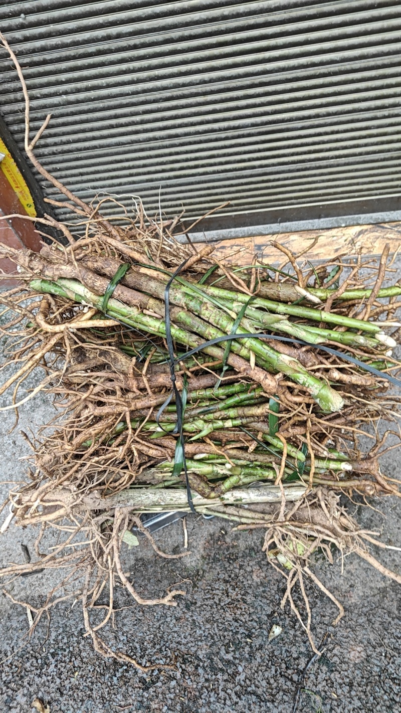 通草苗