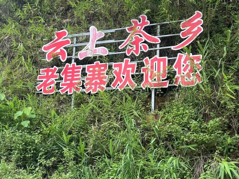 阿噜春茶云雾茶