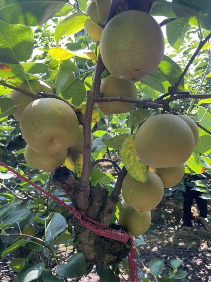 82翠冠梨，量大价优