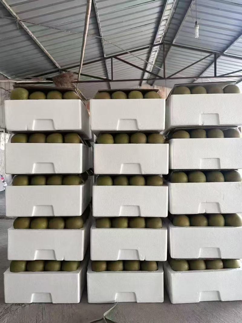 82翠冠梨，量大价优