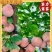 福建芙蓉李，颜色好看，果肉爽口脆甜，夏日限定，光果带叶果