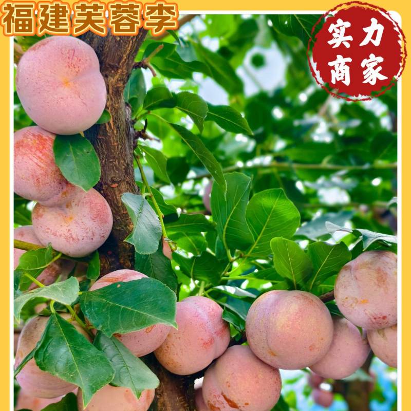 福建芙蓉李，颜色好看，果肉爽口脆甜，夏日限定，光果带叶果