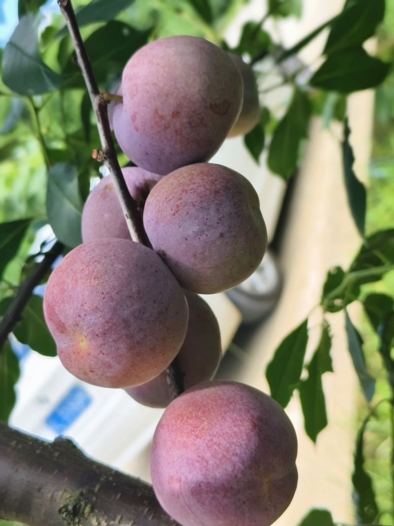 福建芙蓉李，颜色好看，果肉爽口脆甜，夏日限定，光果带叶果
