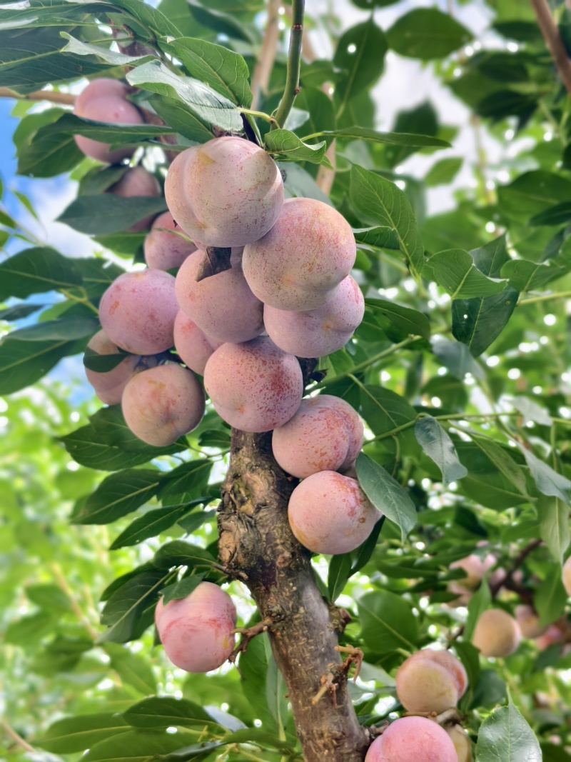 福建芙蓉李，颜色好看，果肉爽口脆甜，夏日限定，光果带叶果