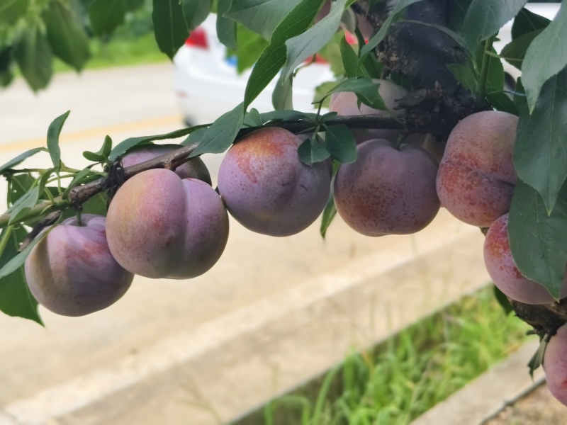 福建芙蓉李，颜色好看，果肉爽口脆甜，夏日限定，光果带叶果