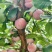 福建芙蓉李，颜色好看，果肉爽口脆甜，夏日限定，光果带叶果