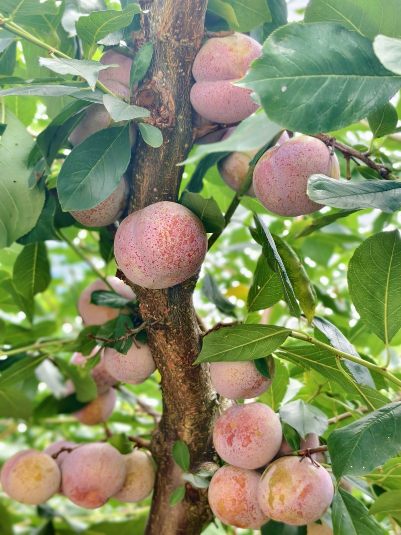 福建芙蓉李，颜色好看，果肉爽口脆甜，夏日限定，光果带叶果
