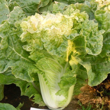 新徐州小杂55黄心大白菜种子鸡蛋黄白菜阳台庭院