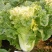 新徐州小杂55黄心大白菜种子鸡蛋黄白菜阳台庭院