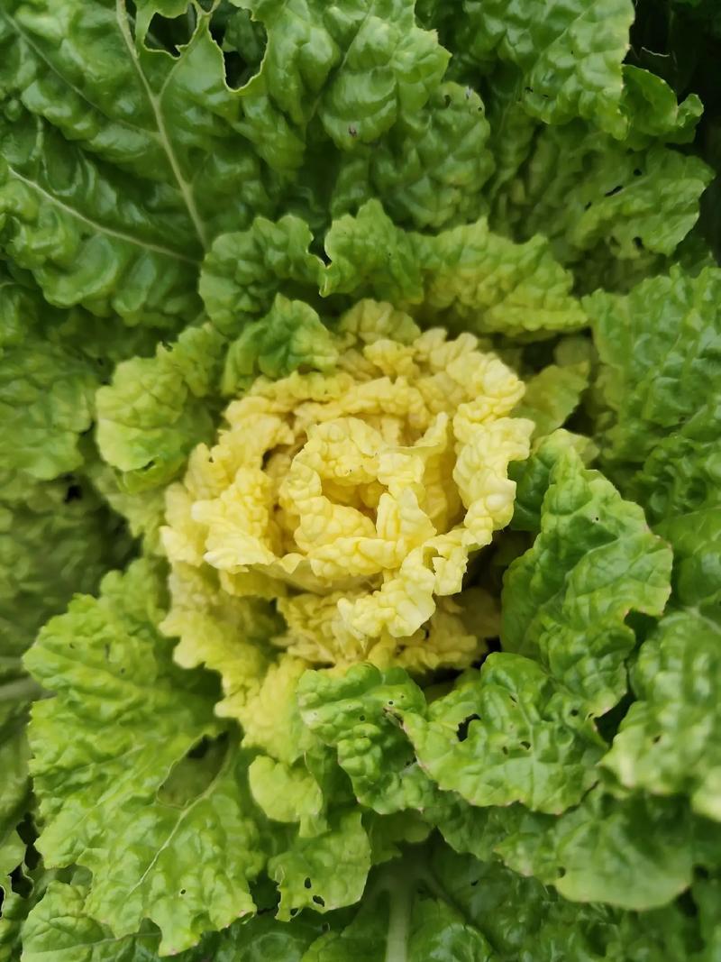 新徐州小杂55黄心大白菜种子鸡蛋黄白菜阳台庭院