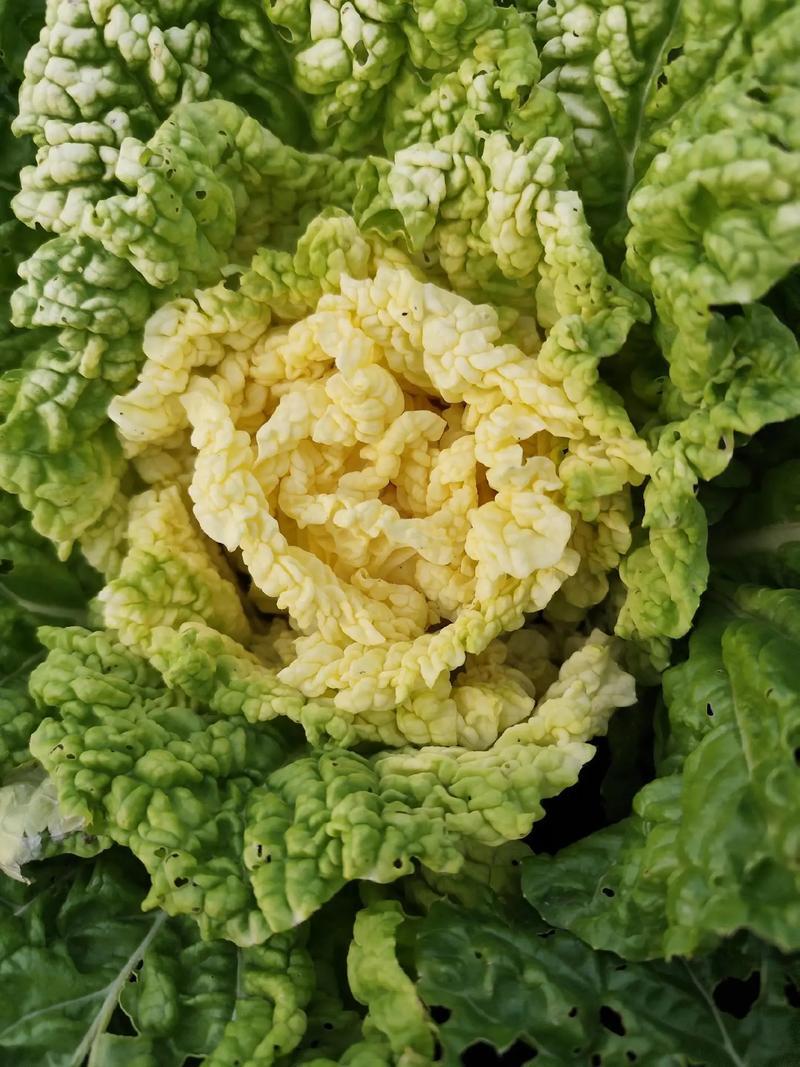 新徐州小杂55黄心大白菜种子鸡蛋黄白菜阳台庭院