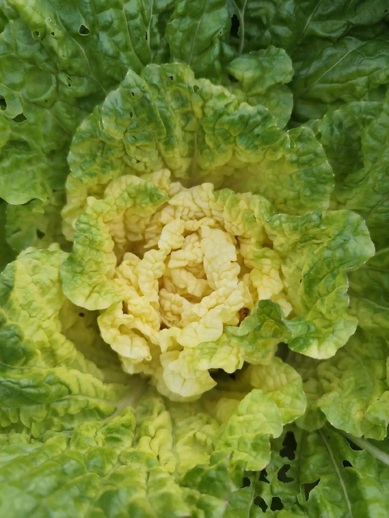 新徐州小杂55黄心大白菜种子鸡蛋黄白菜阳台庭院