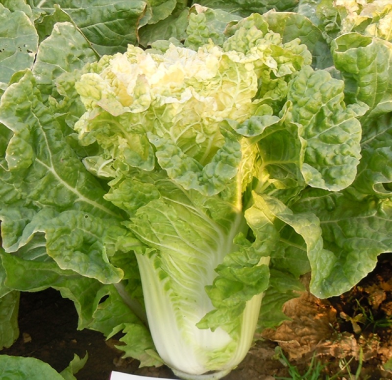 新徐州小杂55黄心大白菜种子鸡蛋黄白菜阳台庭院