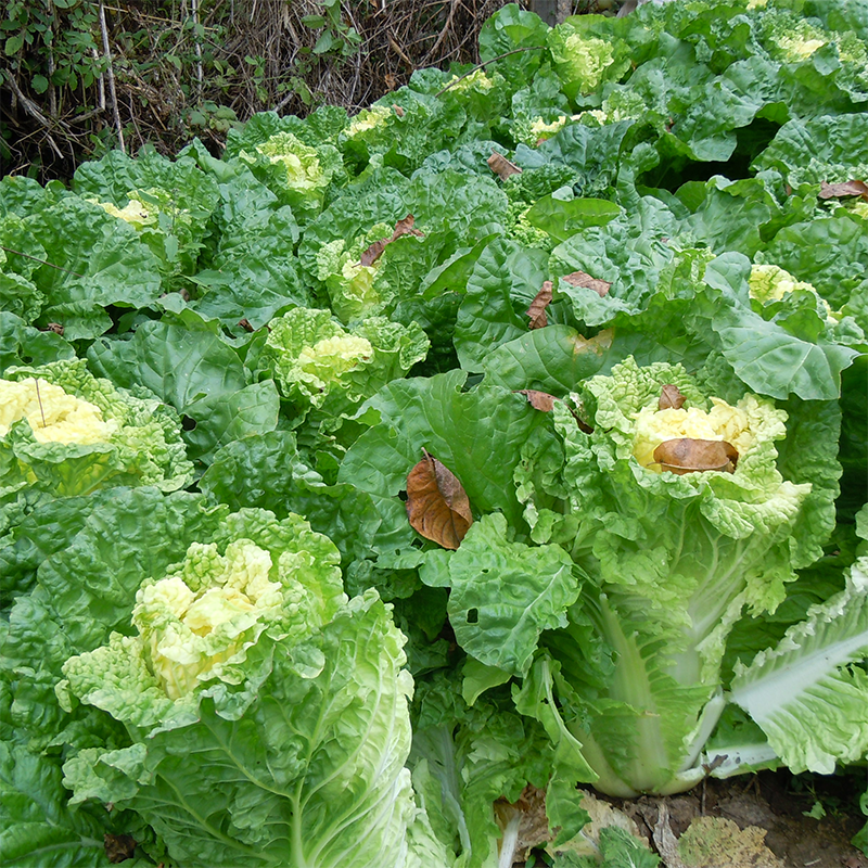 新徐州小杂55黄心大白菜种子鸡蛋黄白菜阳台庭院