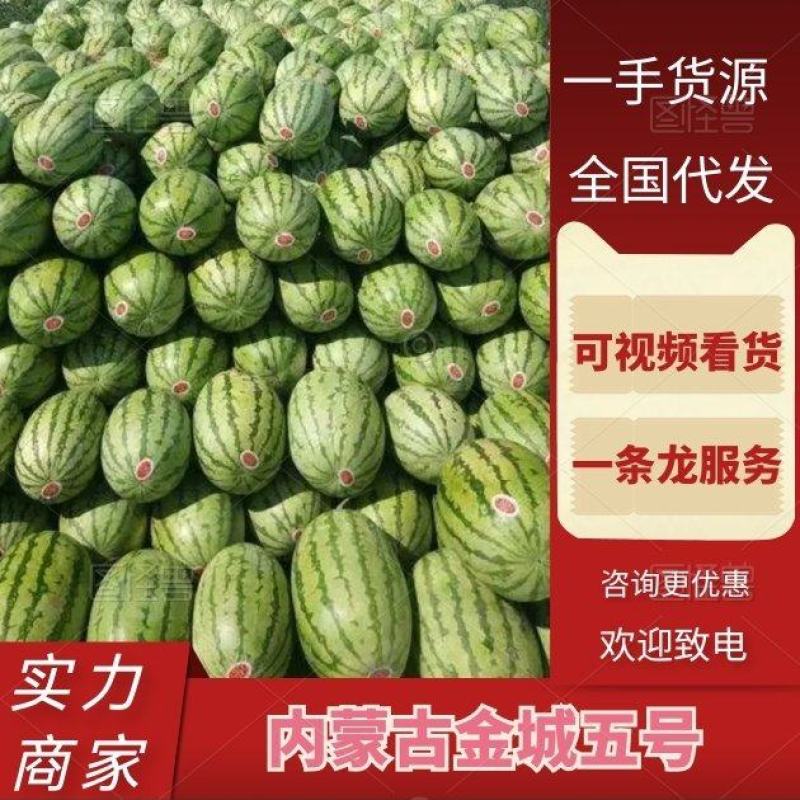 西瓜金城5号内蒙古产地直供大量上市品质好价格低