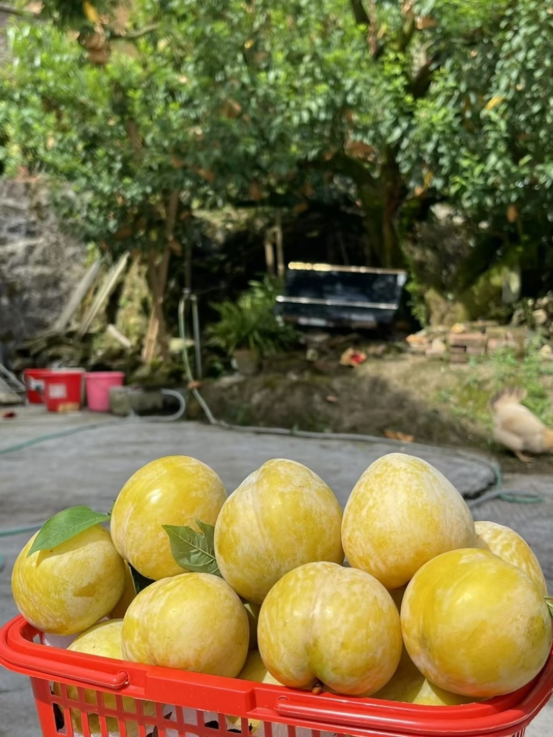 乐昌奈李