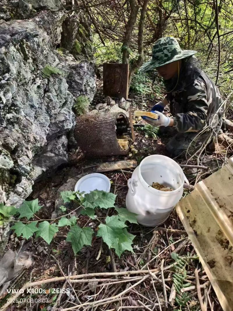 江西纯土蜂蜜货源充足大量上市价格优惠欢迎咨询