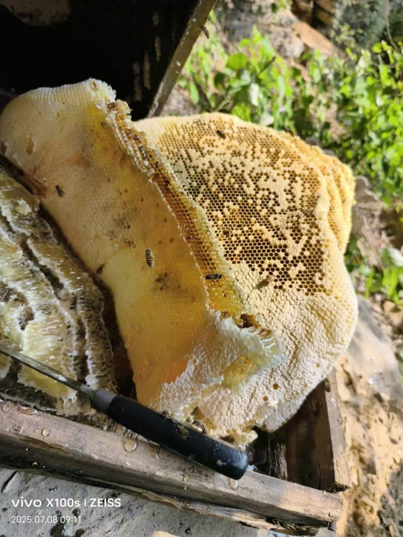 江西纯土蜂蜜货源充足大量上市价格优惠欢迎咨询