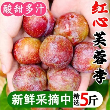 红心李正宗芙蓉李现摘红肉李子三华李