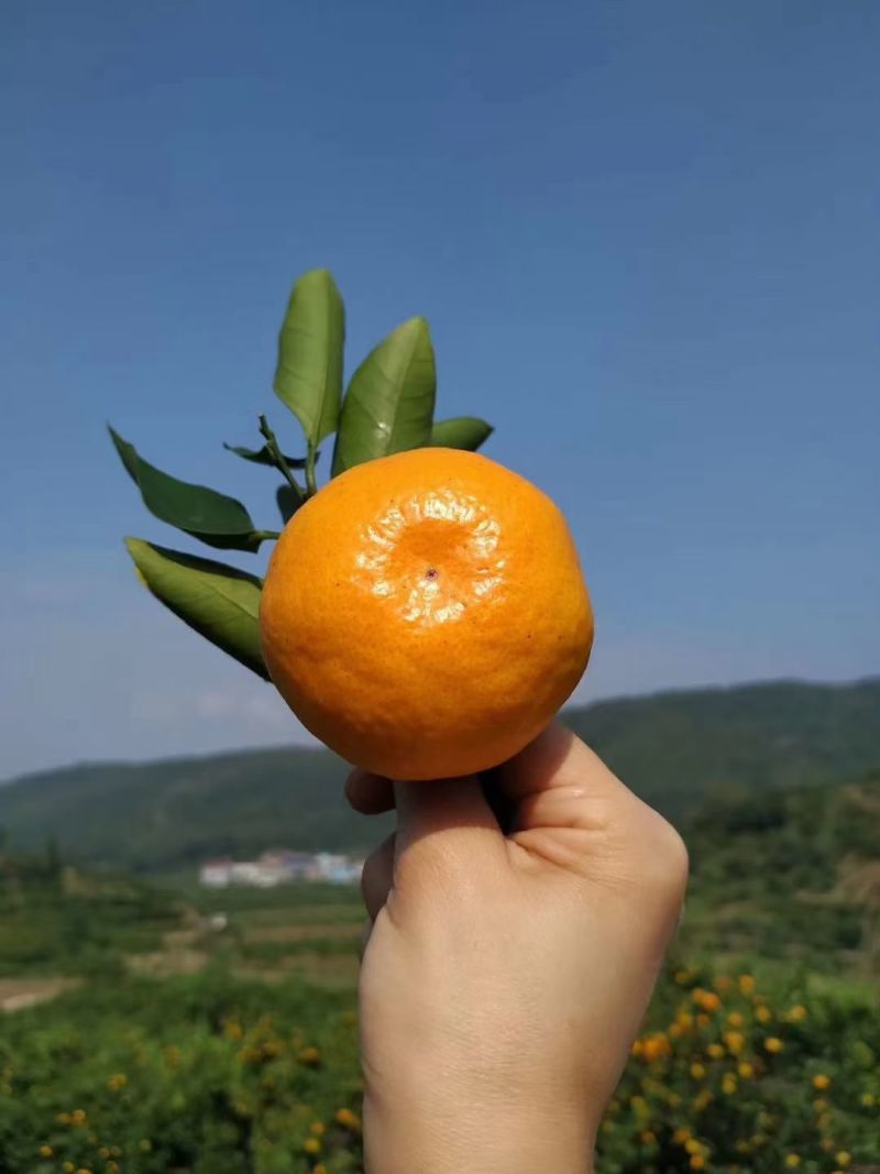 湖南石门蜜橘甜度高品质好昼夜温差大