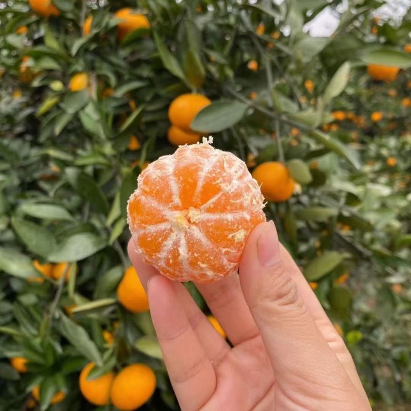 湖南石门蜜橘甜度高品质好昼夜温差大