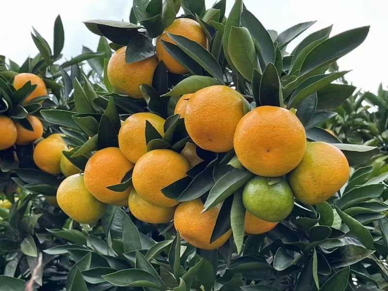 湖南石门蜜橘甜度高品质好昼夜温差大