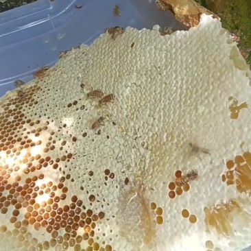 （实力）江西吉安纯土蜂蜜大量上市/精品蜂蜜支持视频看货