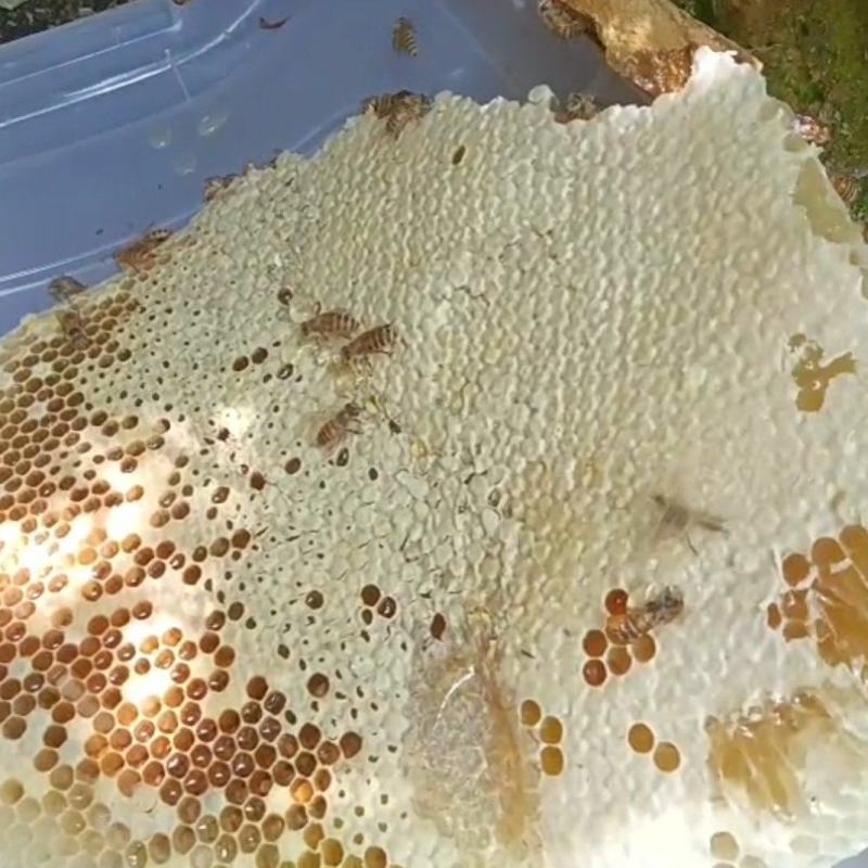 （实力）江西吉安纯土蜂蜜大量上市/精品蜂蜜支持视频看货