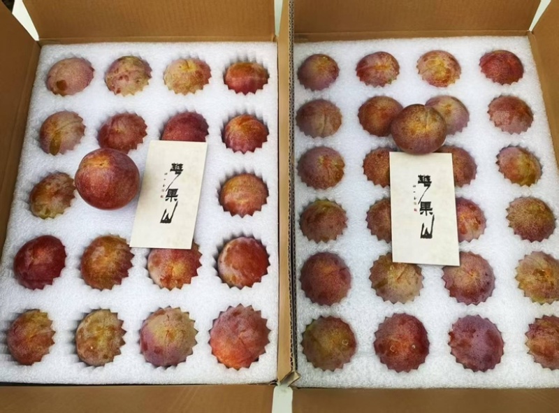 红心李正宗芙蓉李现摘红肉李子三华李