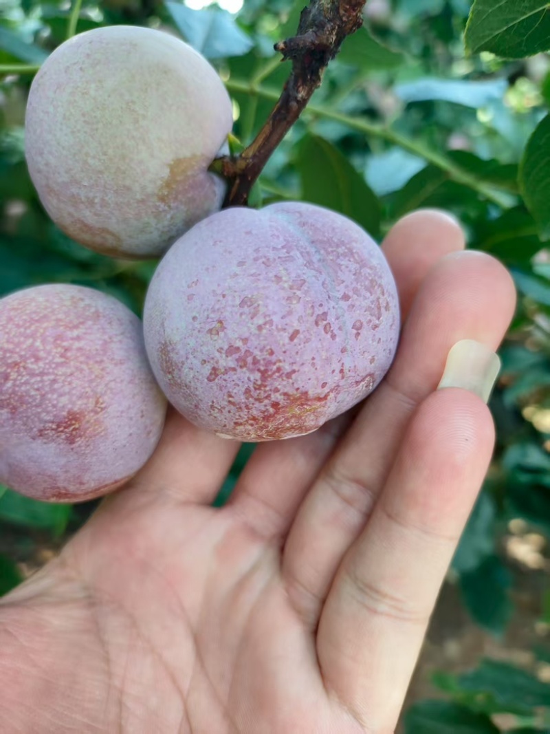 红心李正宗芙蓉李现摘红肉李子三华李