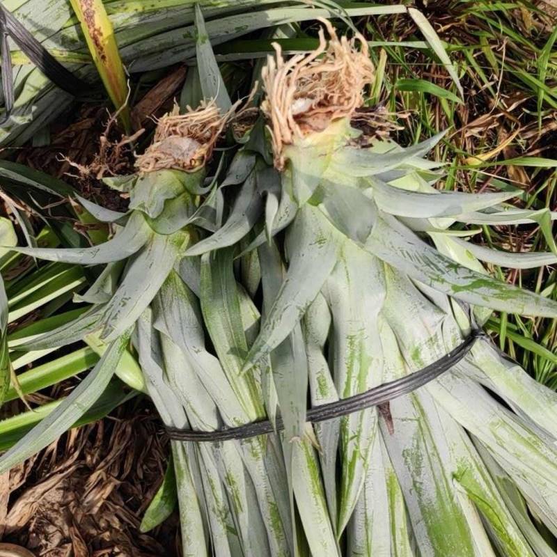金钻凤梨，甜蜜蜜凤梨苗