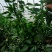 自家大棚种植辣椒新鲜科学管理质量可以大可放心