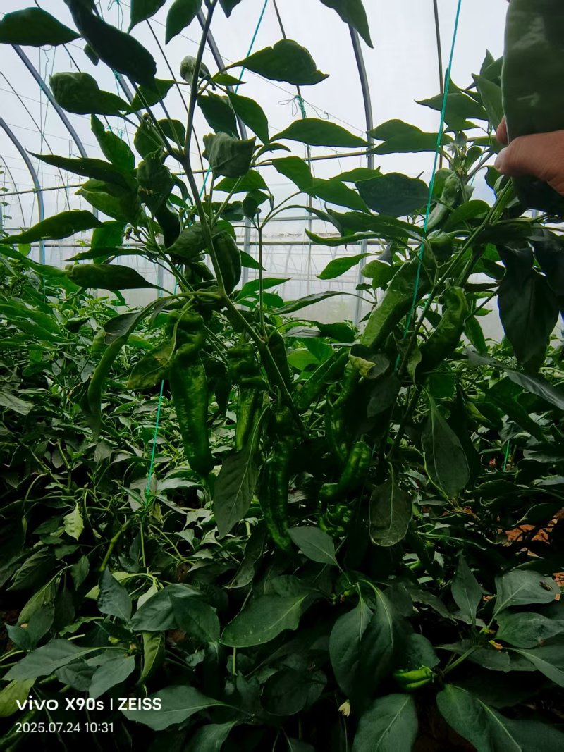 自家大棚种植辣椒新鲜科学管理质量可以大可放心