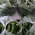 自家大棚种植辣椒新鲜科学管理质量可以大可放心