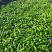 自家大棚种植辣椒新鲜科学管理质量可以大可放心