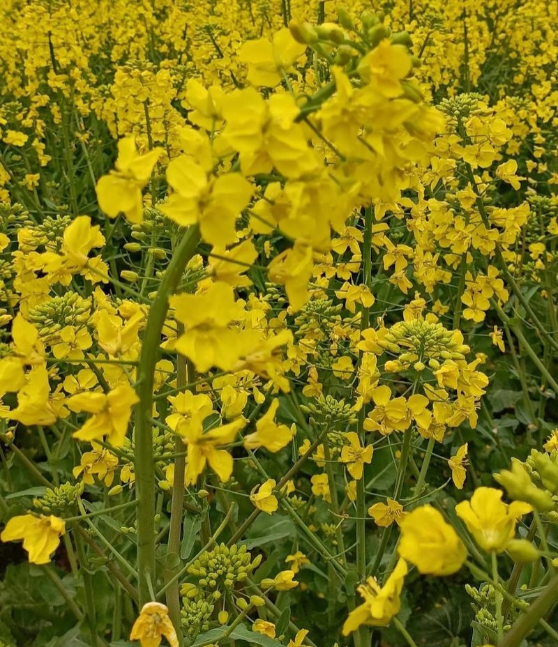 作油1701油菜种子高产高油矮杆抗寒抗病甘蓝型油菜籽
