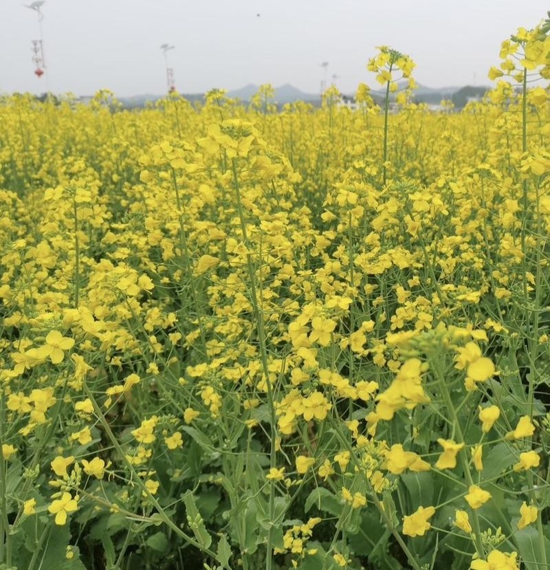 作油1701油菜种子高产高油矮杆抗寒抗病甘蓝型油菜籽