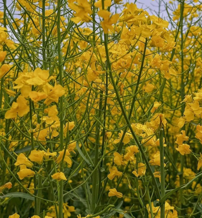 作油1701油菜种子高产高油矮杆抗寒抗病甘蓝型油菜籽