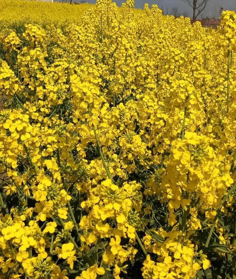 作油1701油菜种子高产高油矮杆抗寒抗病甘蓝型油菜籽