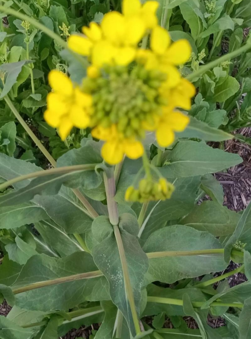作油1701油菜种子高产高油矮杆抗寒抗病甘蓝型油菜籽