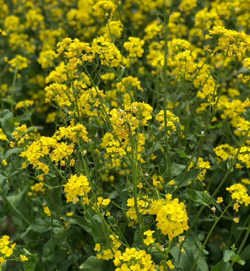作油1701油菜种子高产高油矮杆抗寒抗病甘蓝型油菜籽