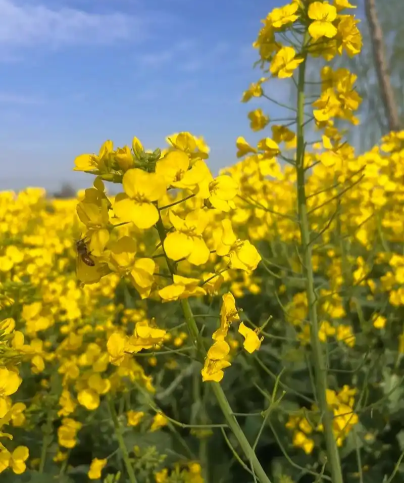 作油1701油菜种子高产高油矮杆抗寒抗病甘蓝型油菜籽