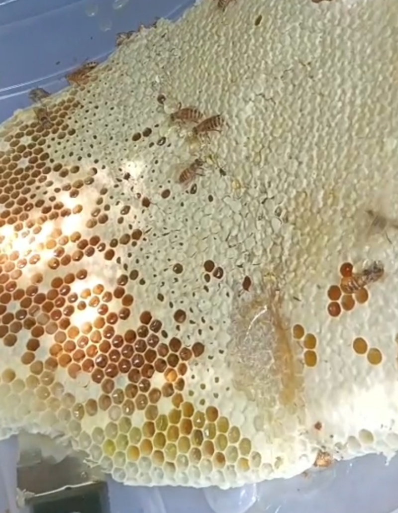 （实力）江西吉安纯土蜂蜜大量上市/精品蜂蜜支持视频看货