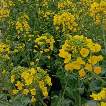 德兴油558矮多油油菜种子超高产出油多矮杆榨油用大籽粒油