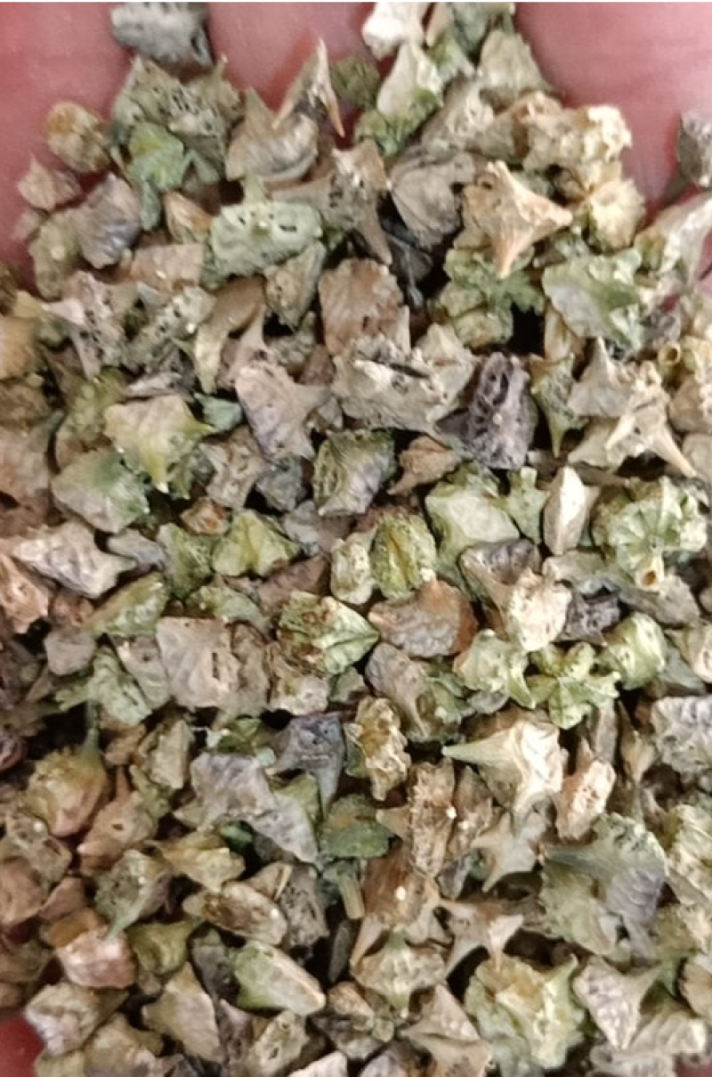 刺蒺藜白蒺藜野生货实物拍摄无美颜质量保证售后无忧