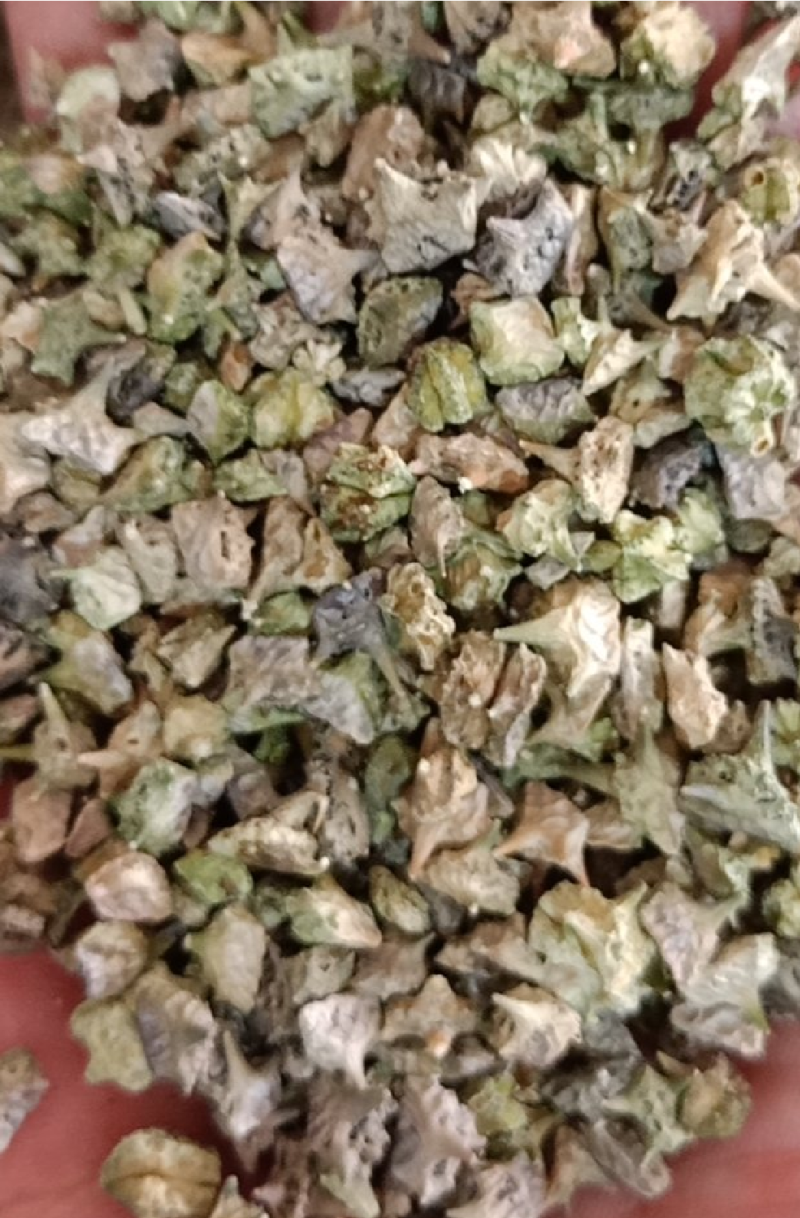 刺蒺藜白蒺藜野生货实物拍摄无美颜质量保证售后无忧